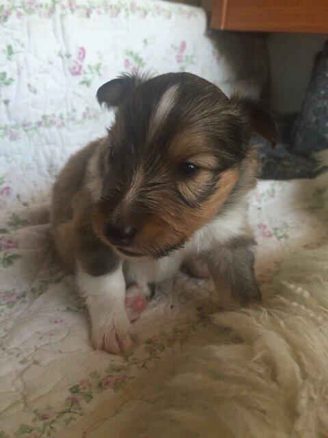 Shetland sheepdog Canto - Canto 3 uger gammel. billede 49