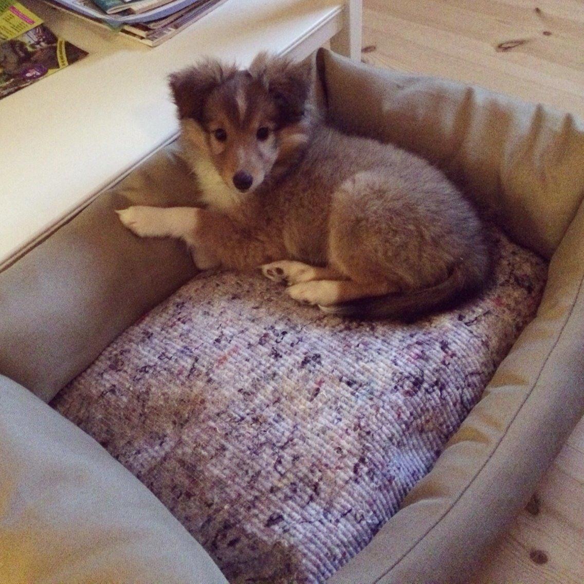 Shetland sheepdog Canto - Netop ankommet i sit nye hjem <3 billede 45