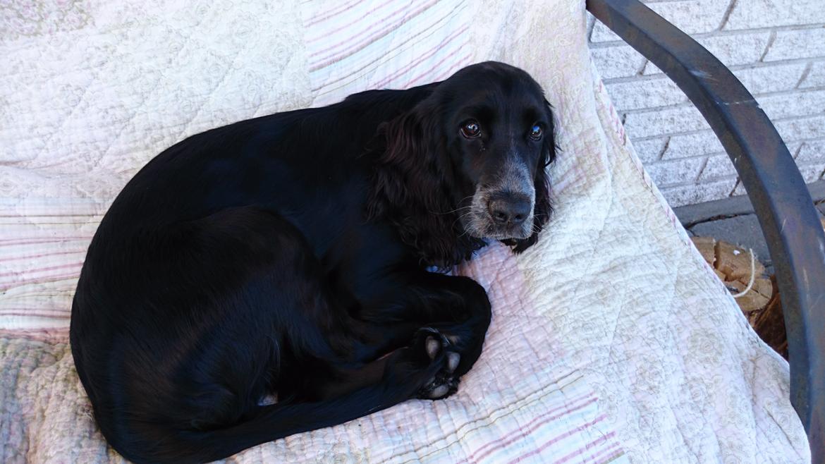Cocker spaniel Molly billede 34