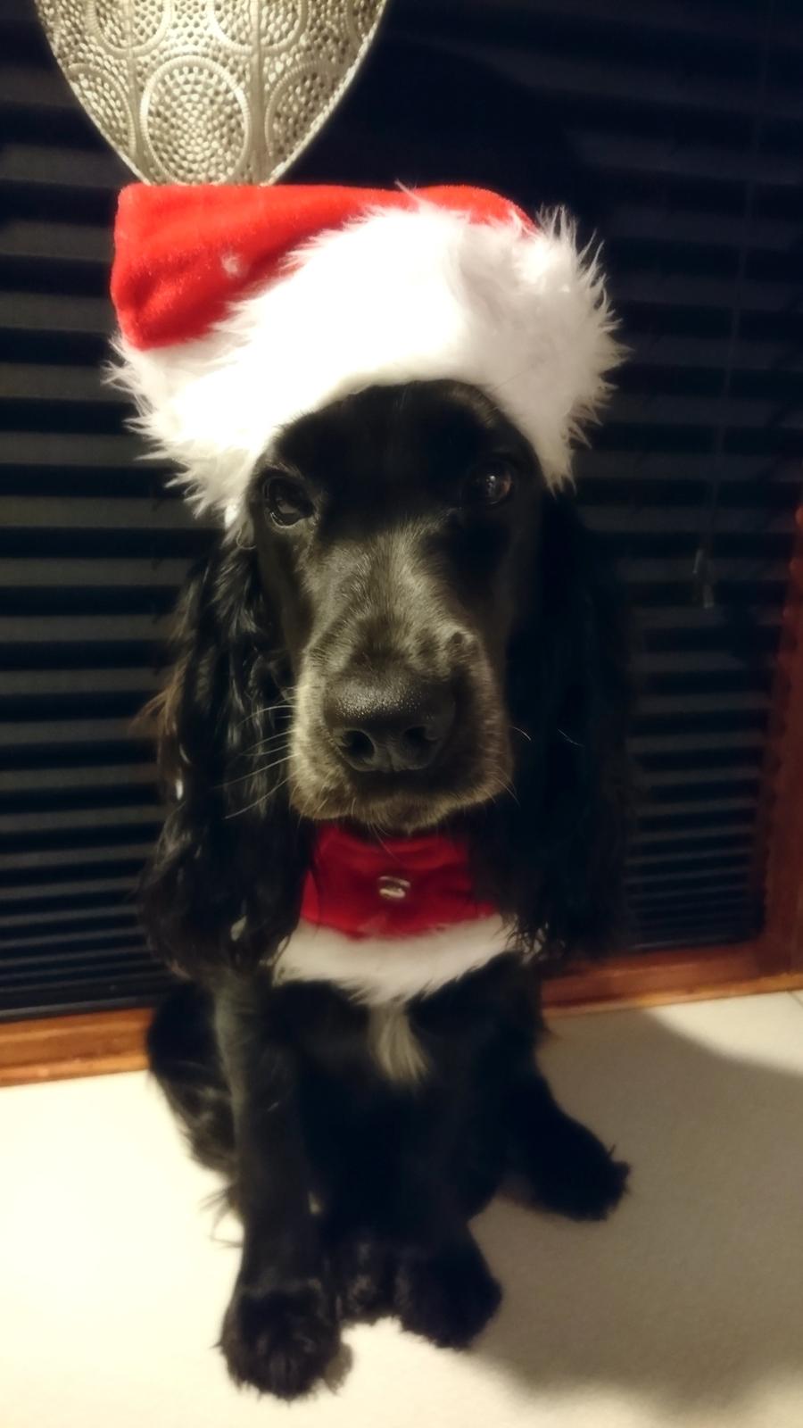 Cocker spaniel Molly billede 25