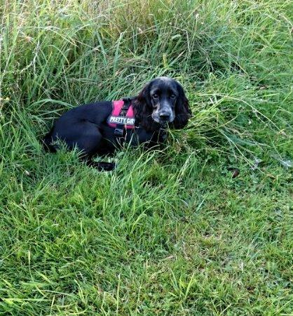 Cocker spaniel Molly billede 26