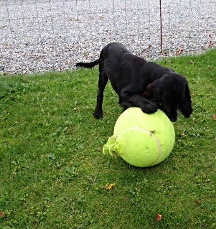 Cocker spaniel Molly billede 29