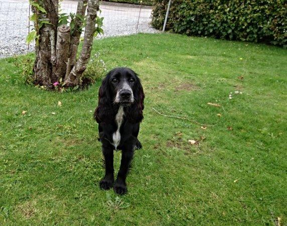 Cocker spaniel Molly billede 27