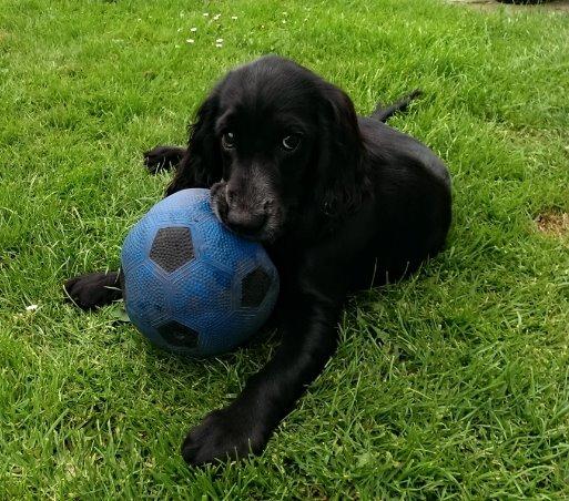 Cocker spaniel Molly billede 30