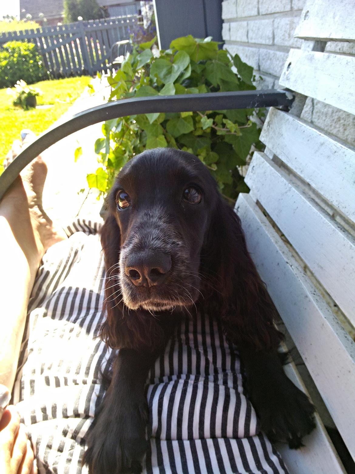 Cocker spaniel Molly - Mor kan du ikke lige hjælpe mig op billede 32