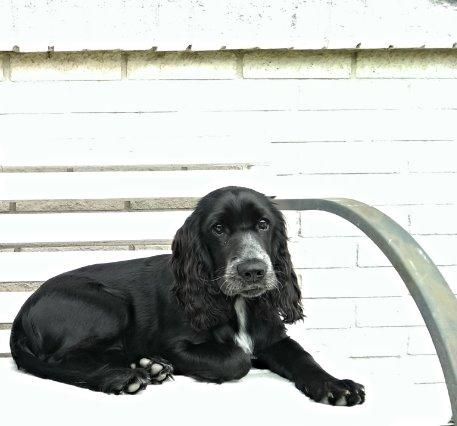 Cocker spaniel Molly billede 24