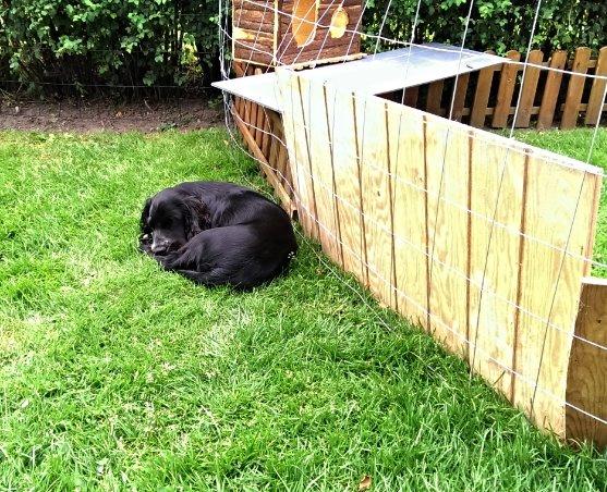 Cocker spaniel Molly - Nejjj hvor er det trættende at holde styr/øje med de marsvin billede 31