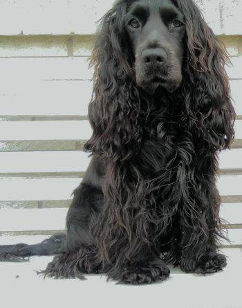 Cocker spaniel Pepsi billede 12