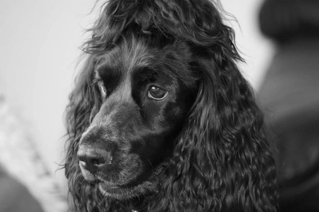 Cocker spaniel Pepsi billede 20