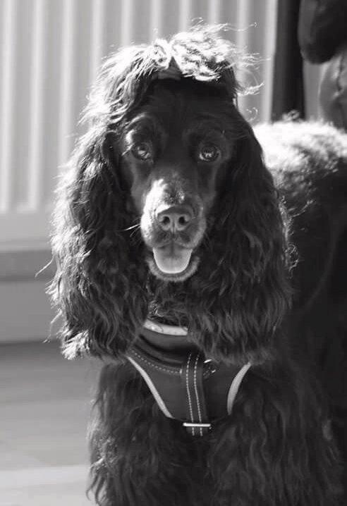 Cocker spaniel Pepsi billede 21