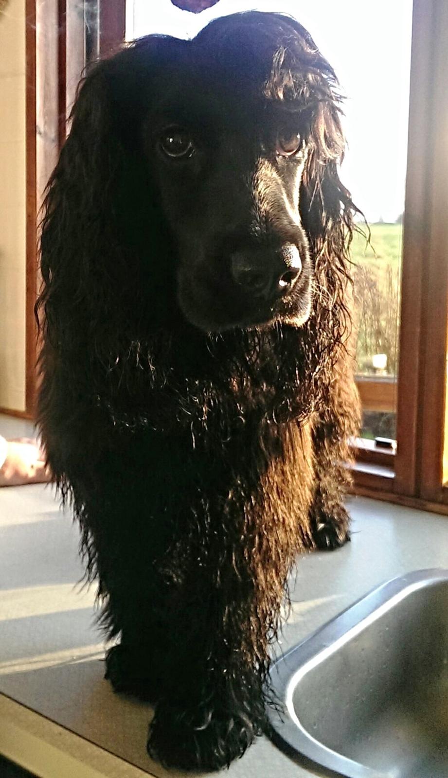 Cocker spaniel Pepsi billede 23