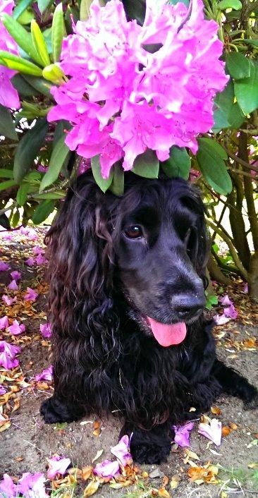 Cocker spaniel Pepsi billede 15