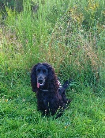 Cocker spaniel Pepsi billede 17