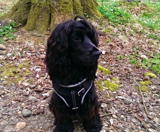 Cocker spaniel Pepsi billede 22