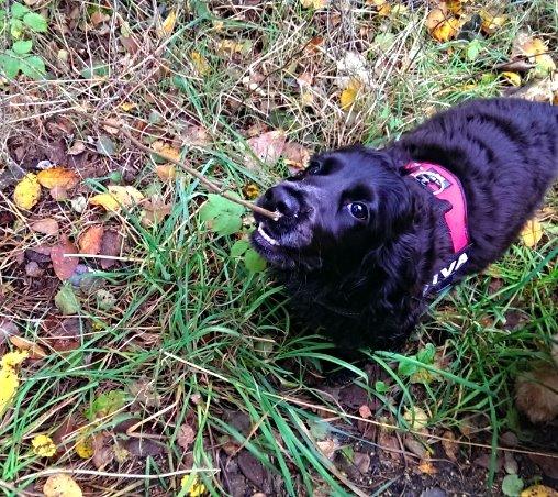 Cocker spaniel Pepsi billede 27