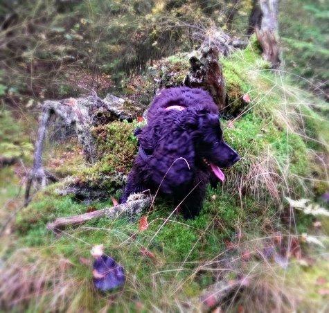 Cocker spaniel Pepsi billede 26