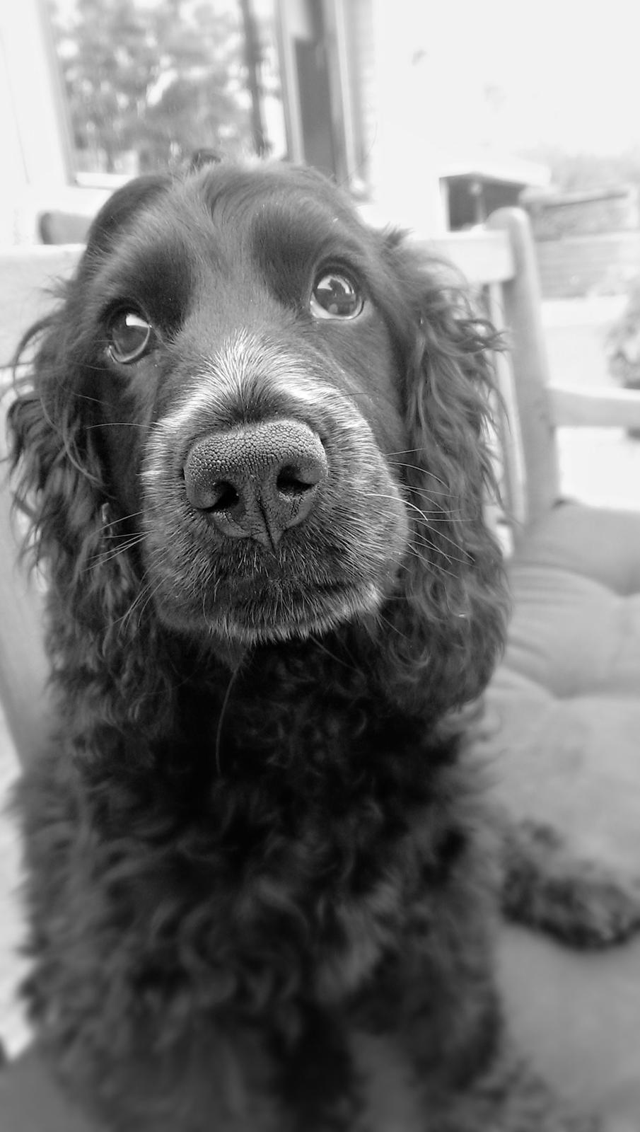 Cocker spaniel Pepsi billede 29