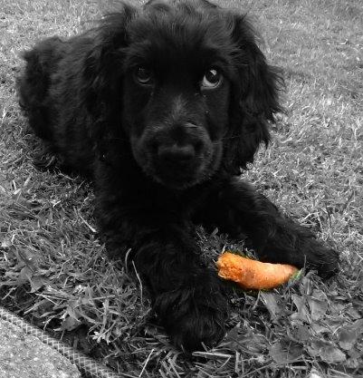 Cocker spaniel Pepsi billede 35