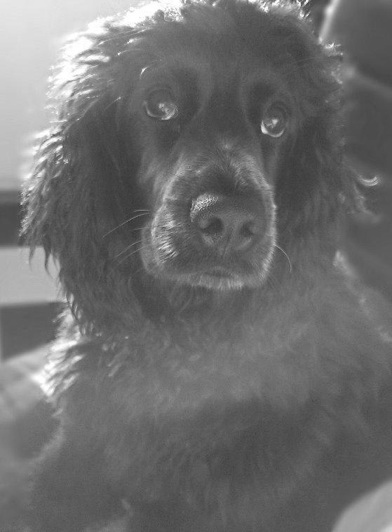 Cocker spaniel Pepsi billede 24