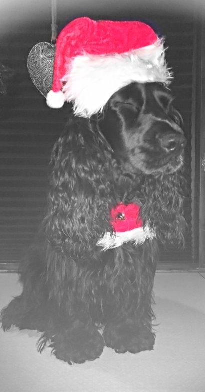 Cocker spaniel Pepsi billede 14