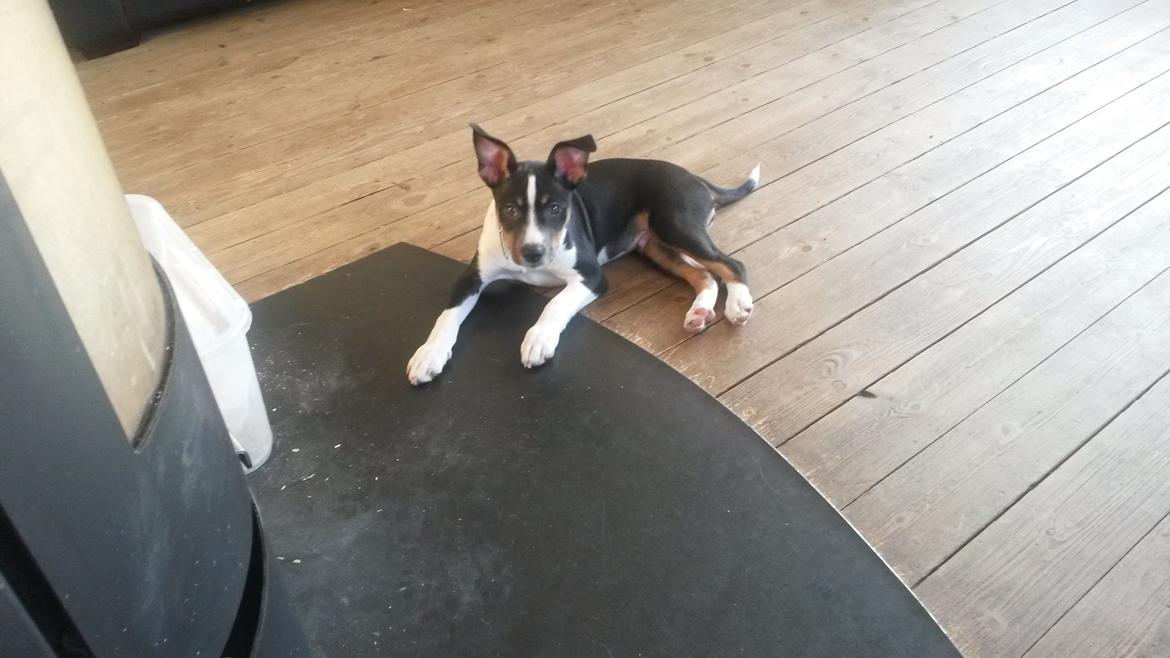 Rat Terrier Solgaards Baloo - Baloo 11 uger billede 19