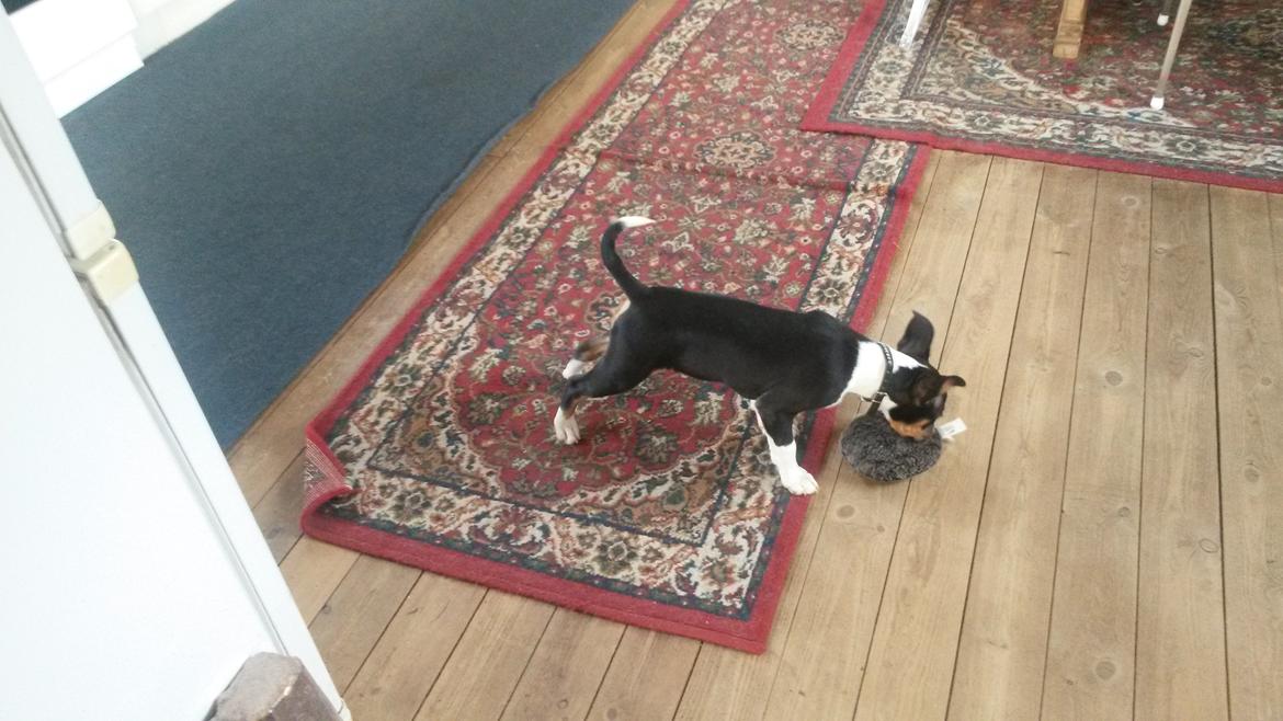 Rat Terrier Solgaards Baloo billede 25