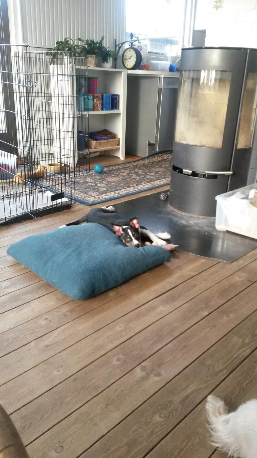 Rat Terrier Solgaards Baloo billede 27