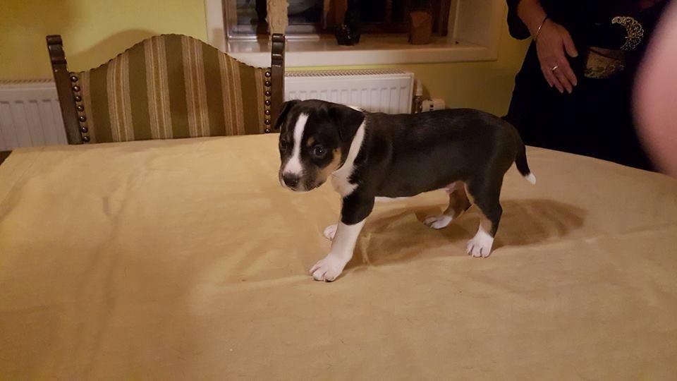 Rat Terrier Solgaards Baloo billede 28