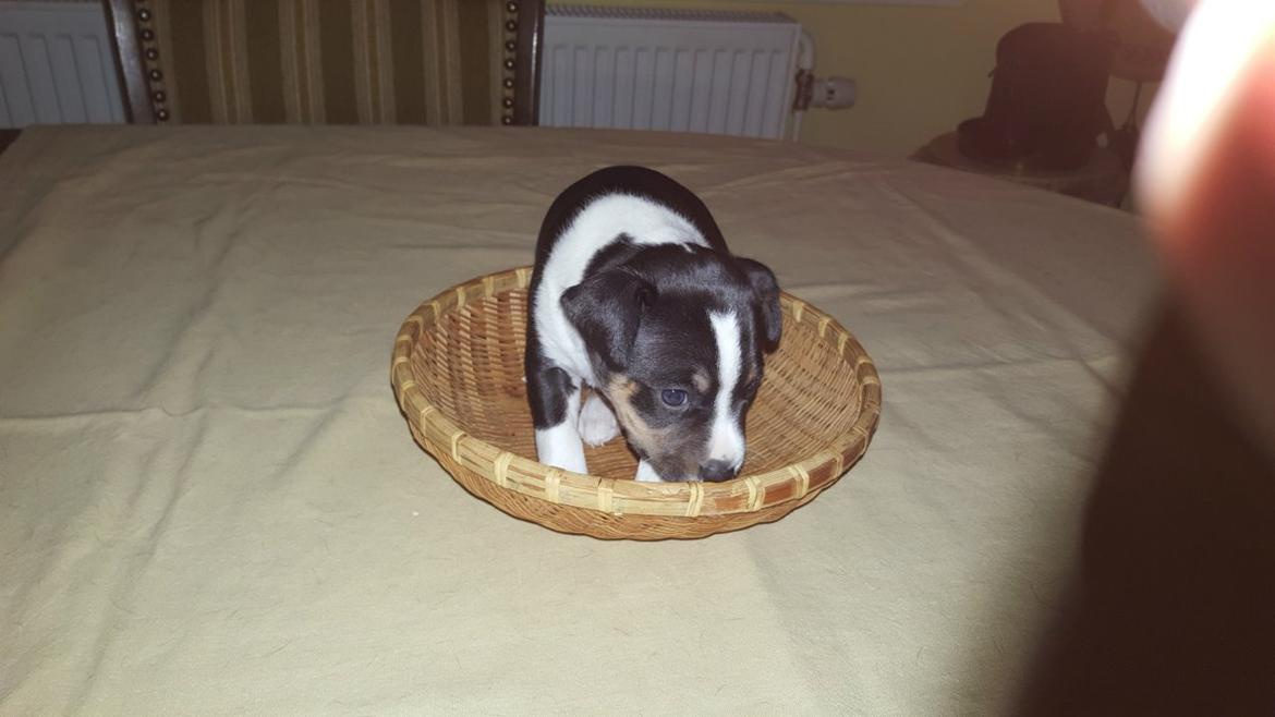 Rat Terrier Solgaards Baloo billede 29