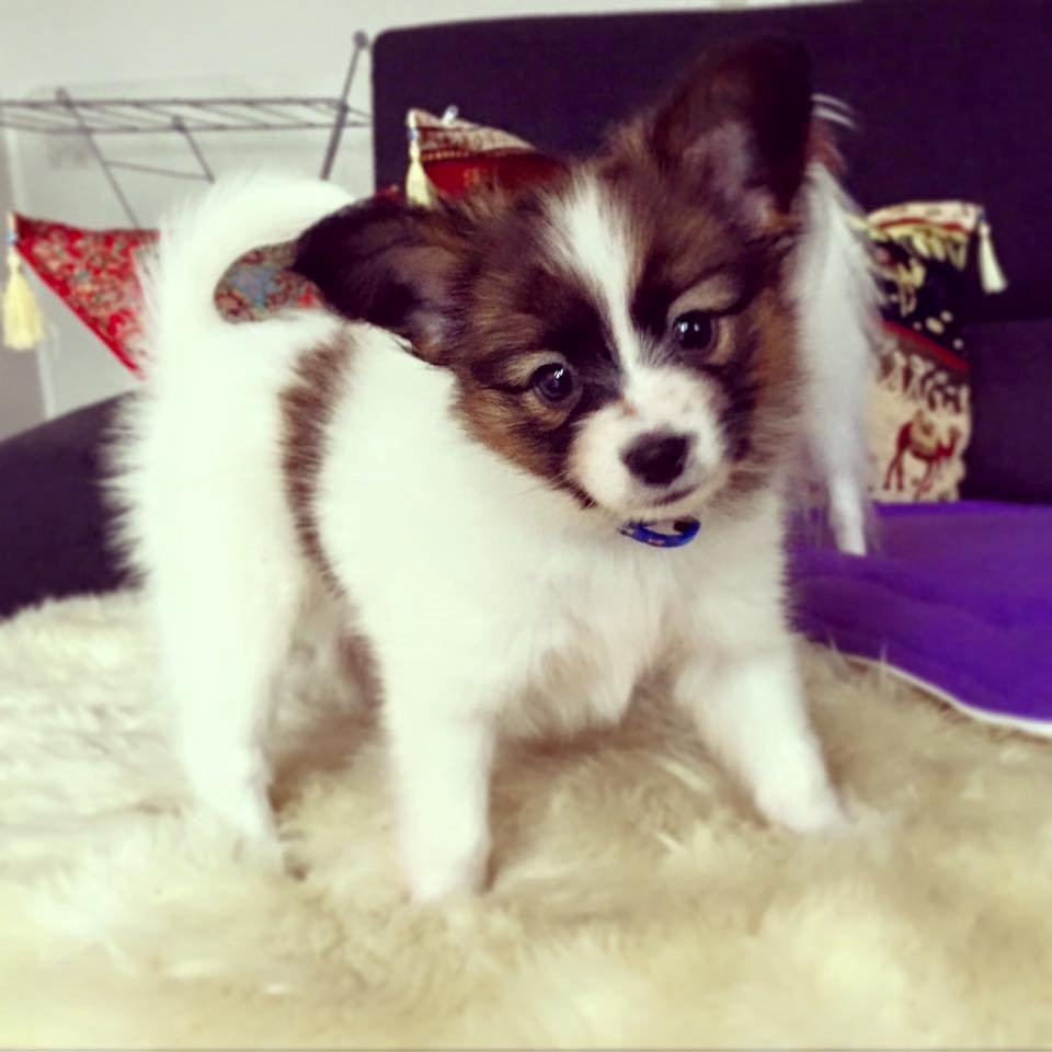 Papillon Nellie billede 6