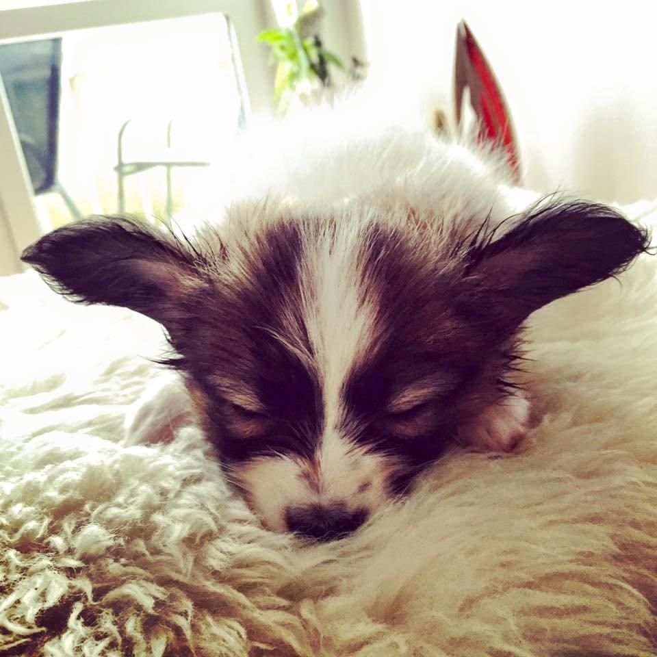 Papillon Nellie billede 8