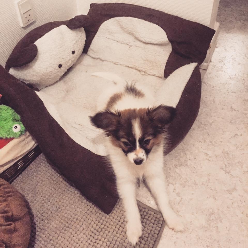 Papillon Nellie billede 10