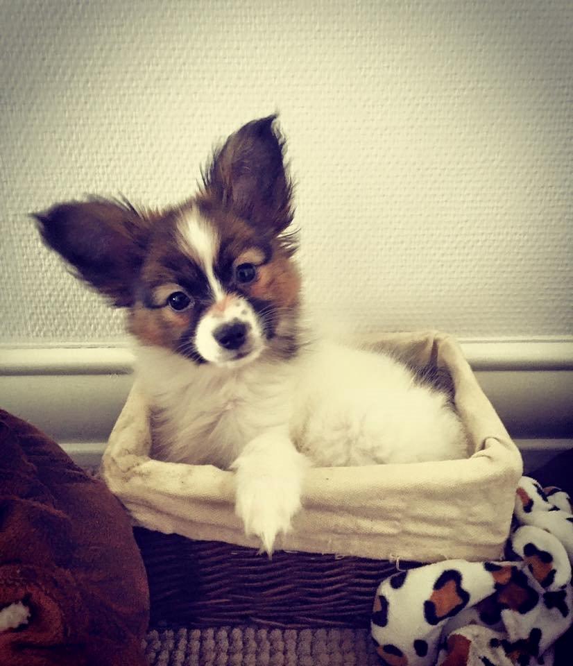 Papillon Nellie billede 4