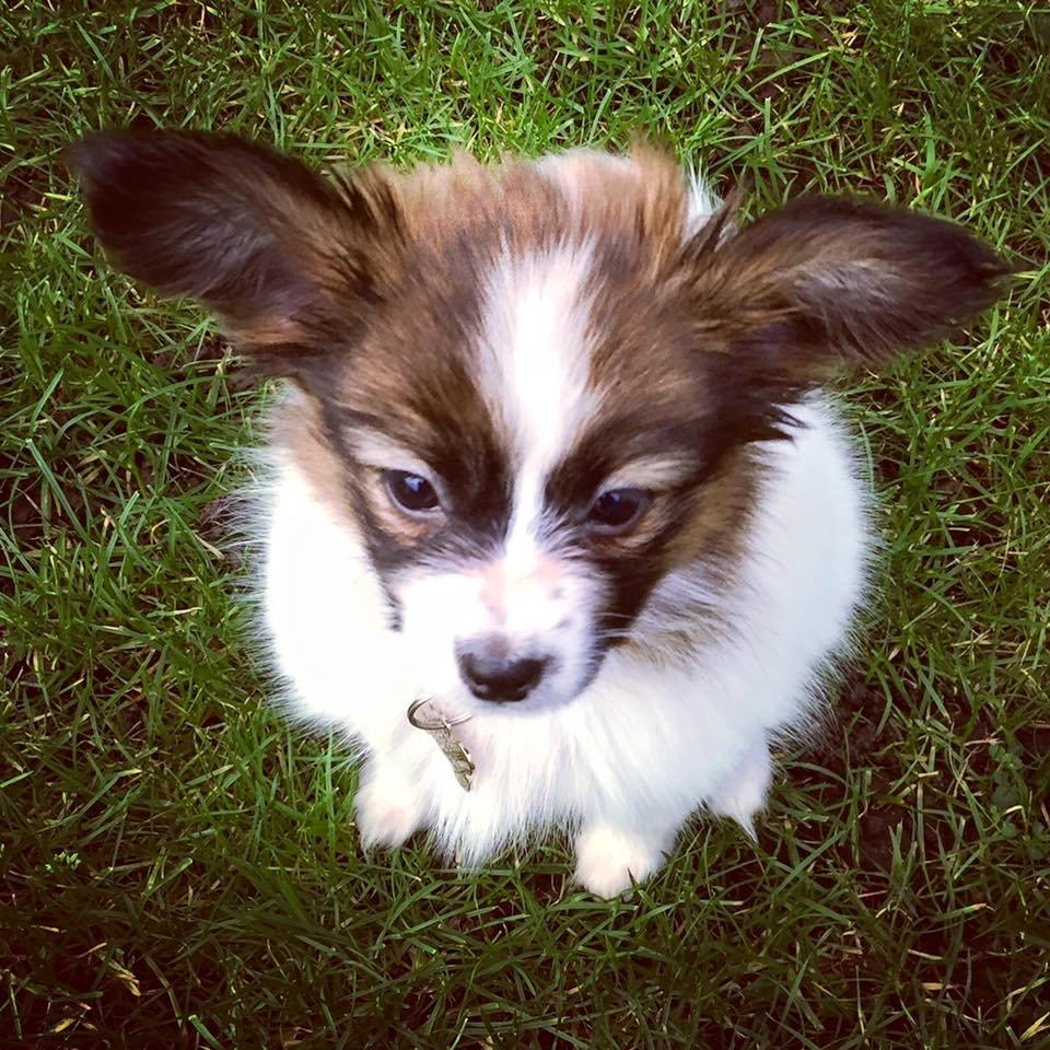 Papillon Nellie billede 9