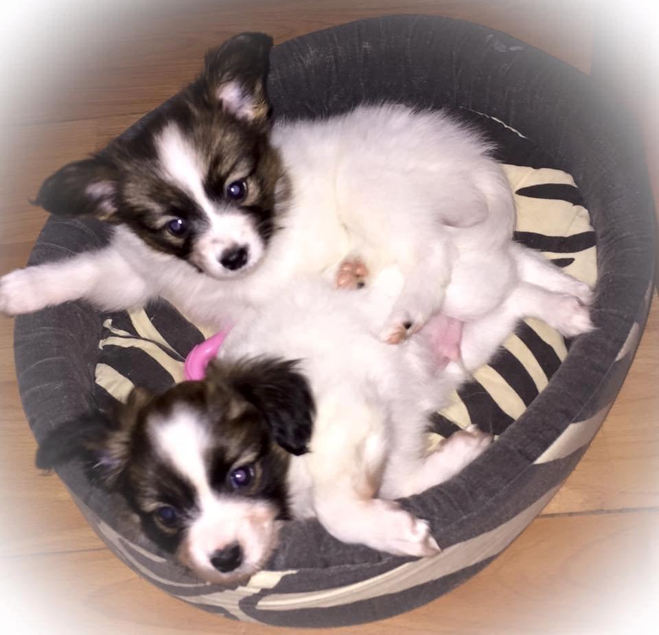 Papillon Nellie billede 16