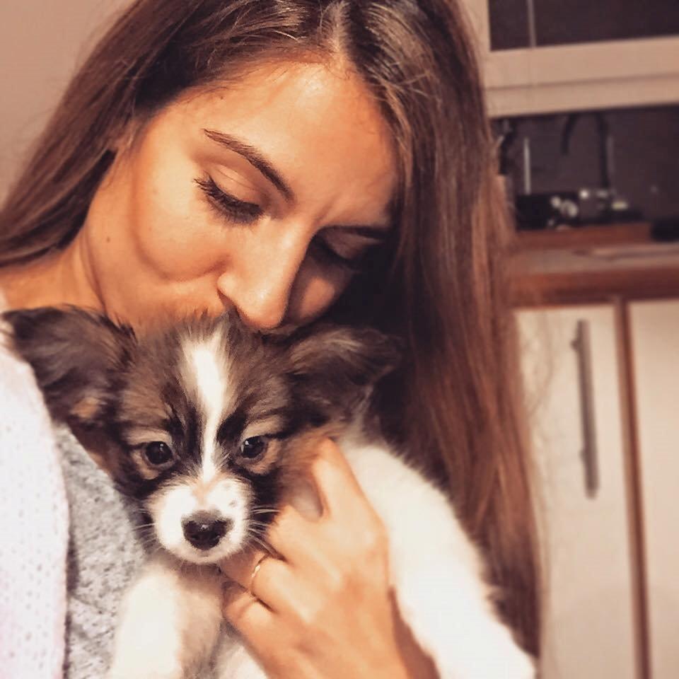 Papillon Nellie billede 7