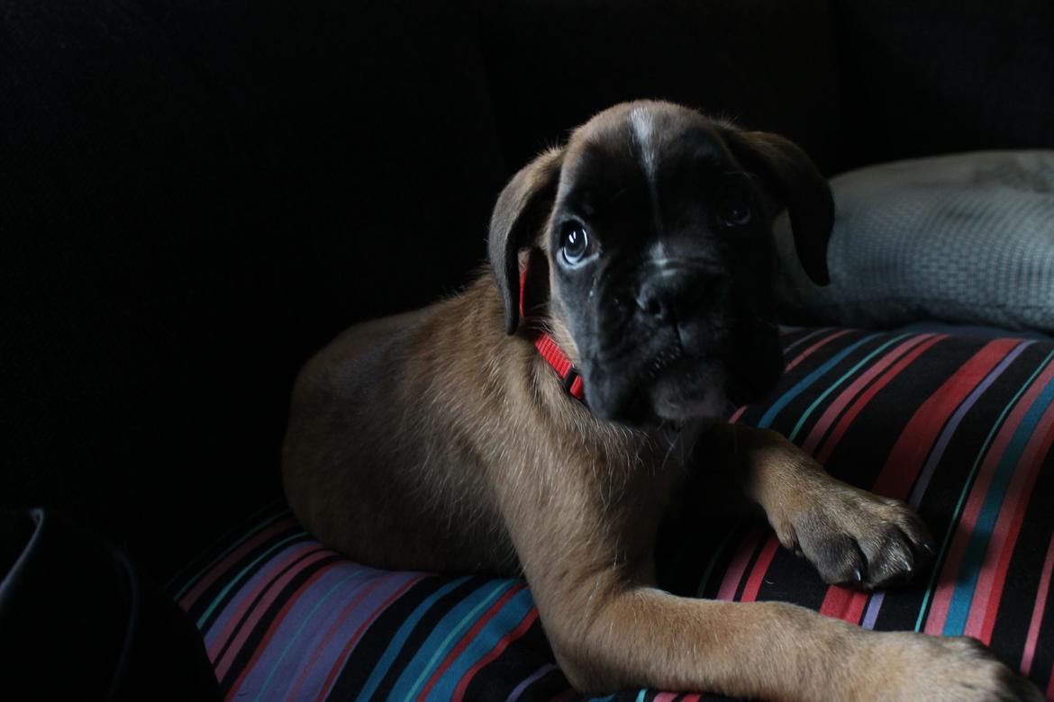 Boxer India von Ellinghaus billede 5