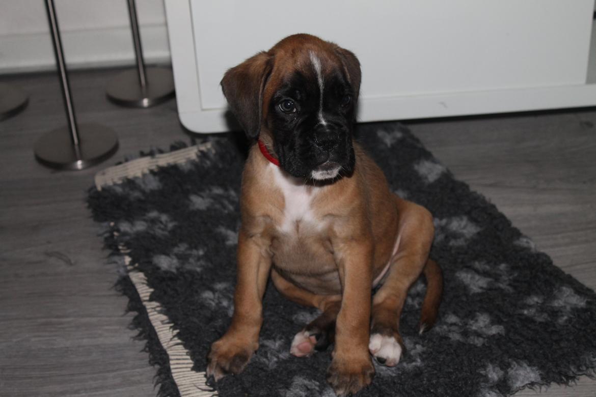 Boxer India von Ellinghaus billede 6