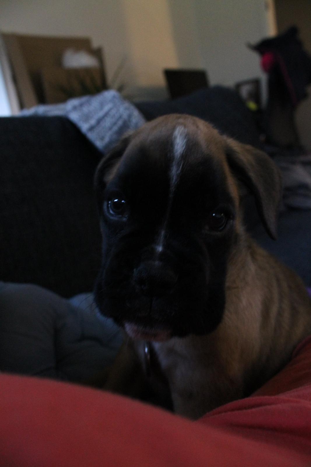 Boxer India von Ellinghaus billede 8