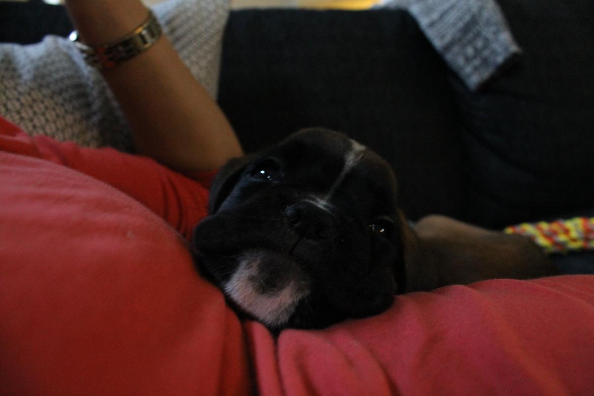 Boxer India von Ellinghaus billede 7