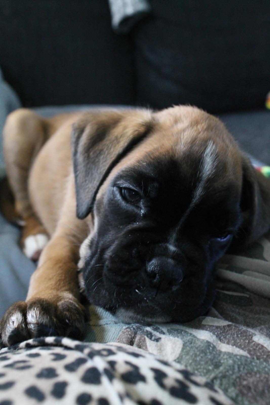 Boxer India von Ellinghaus billede 9