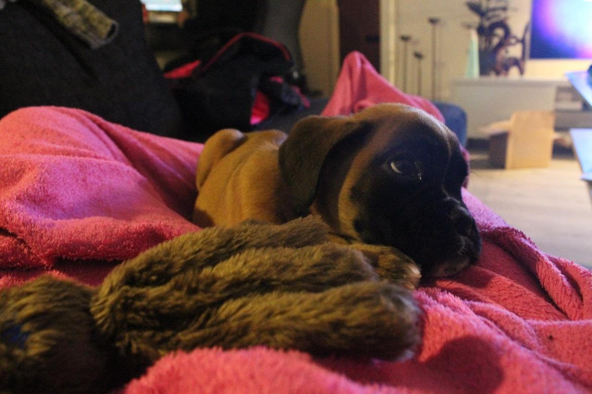 Boxer India von Ellinghaus billede 10