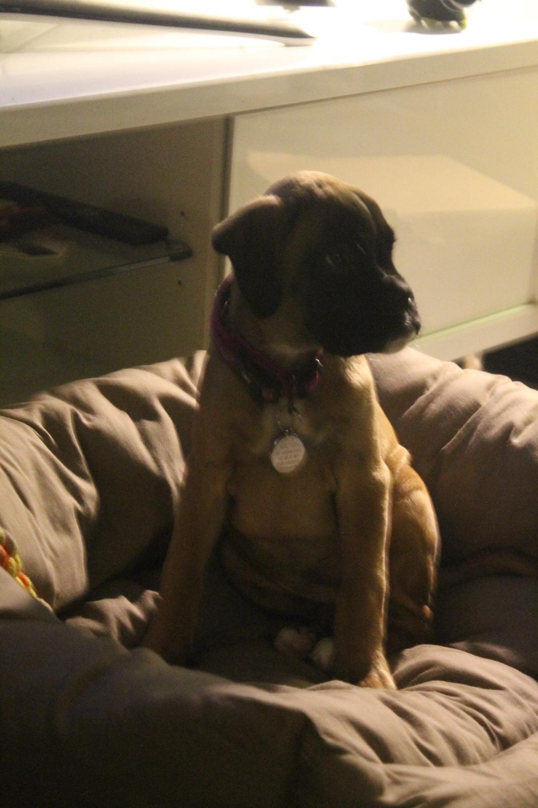 Boxer India von Ellinghaus billede 11