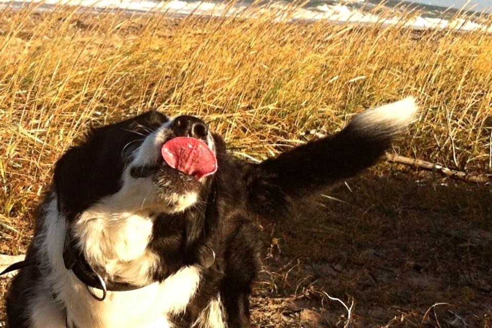 Border collie Nuser billede 6