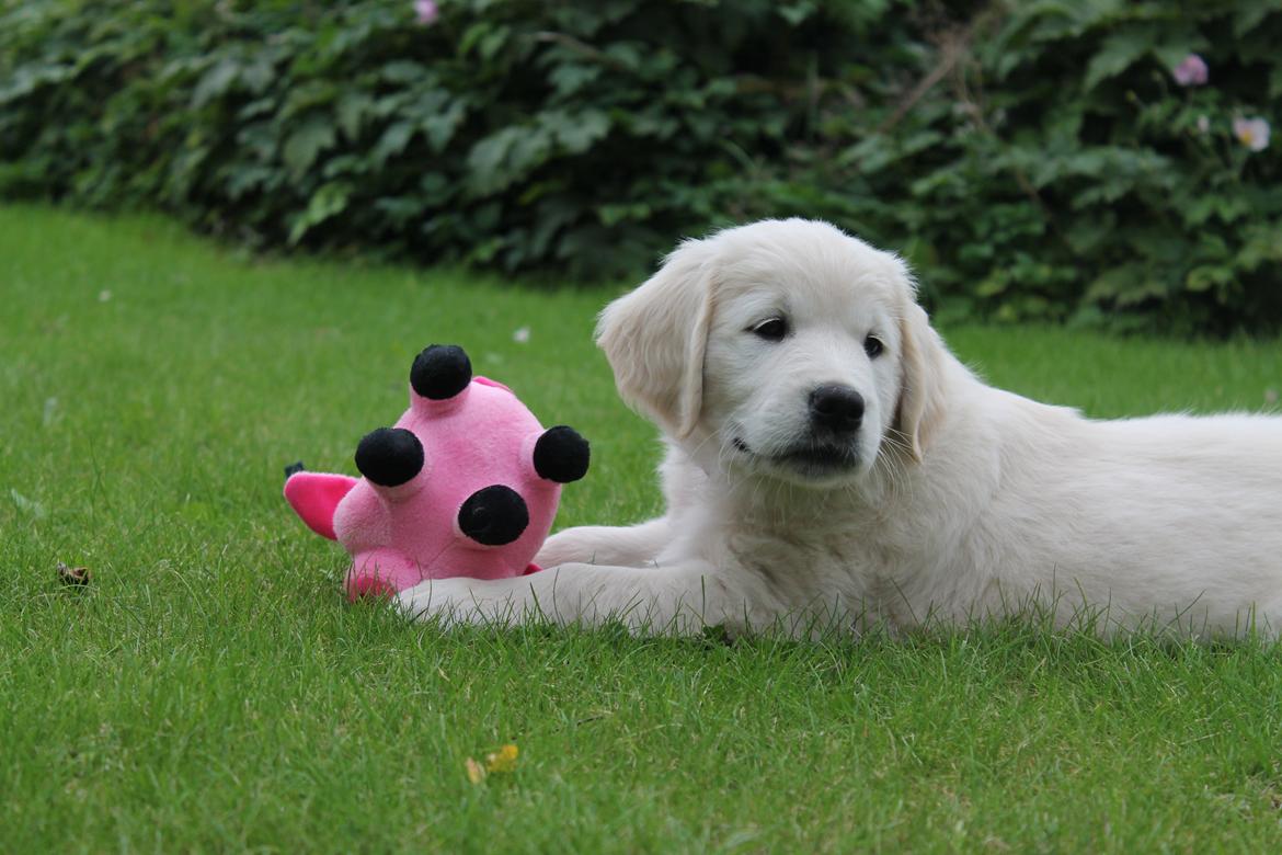 Golden retriever Karma - Karma, 8 uger billede 2