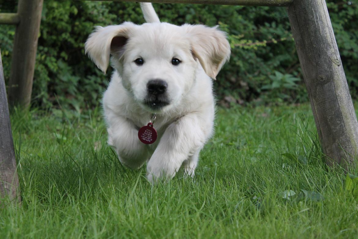 Golden retriever Karma - Karma, 8 uger billede 1