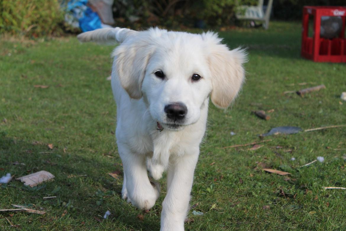 Golden retriever Karma - Karma, 15 uger billede 4