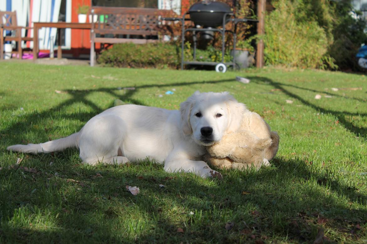Golden retriever Karma - Karma, 15 uger billede 5
