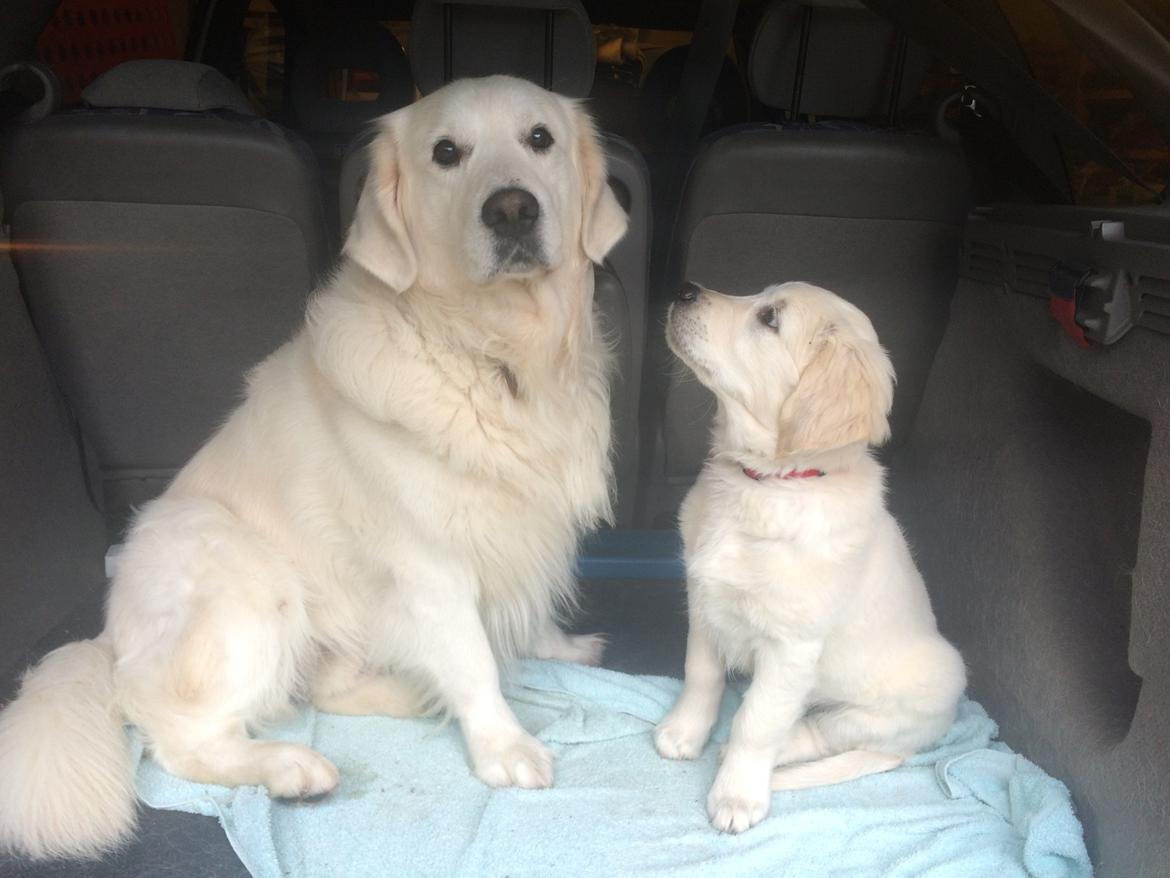 Golden retriever Karma - Sammen med 'storebror' Kaiser billede 3