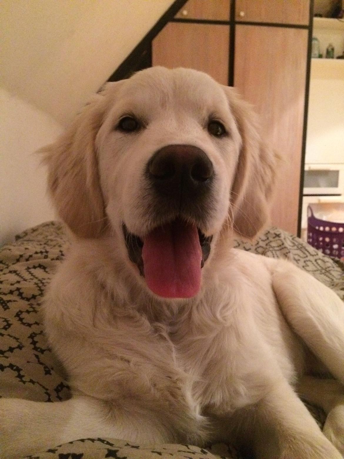 Golden retriever Karma - Karma, 5 måneder billede 6